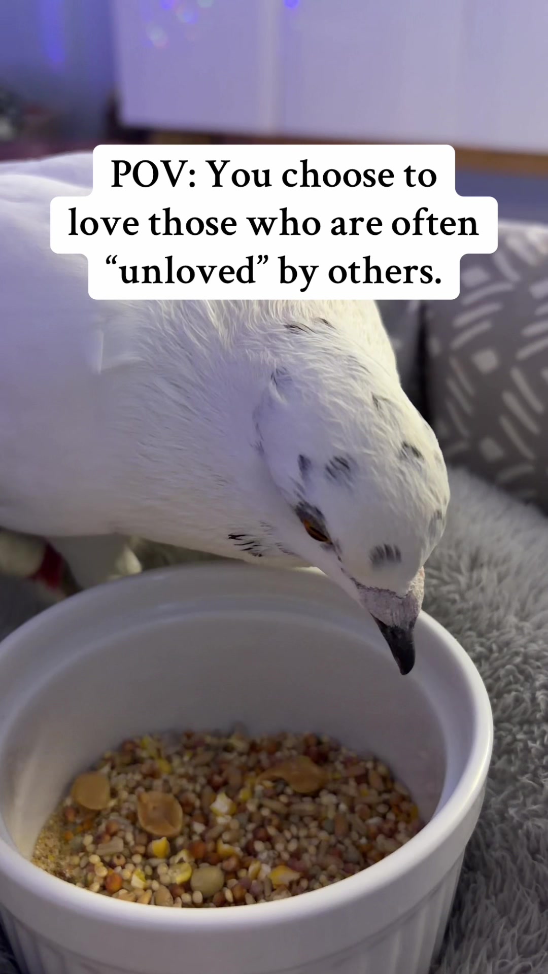@Lindsay ⬅️ MO Pigeon Mama 🐦🔵