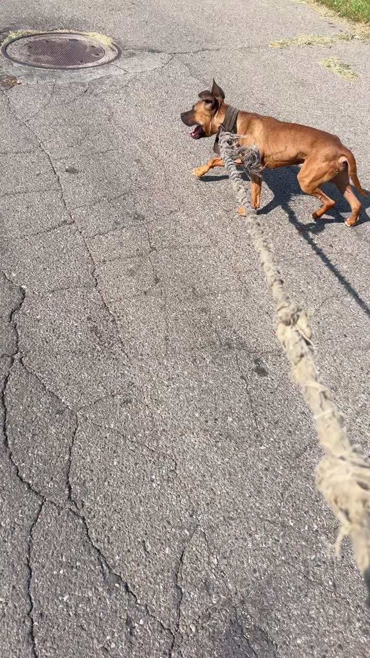@themreal_hounds