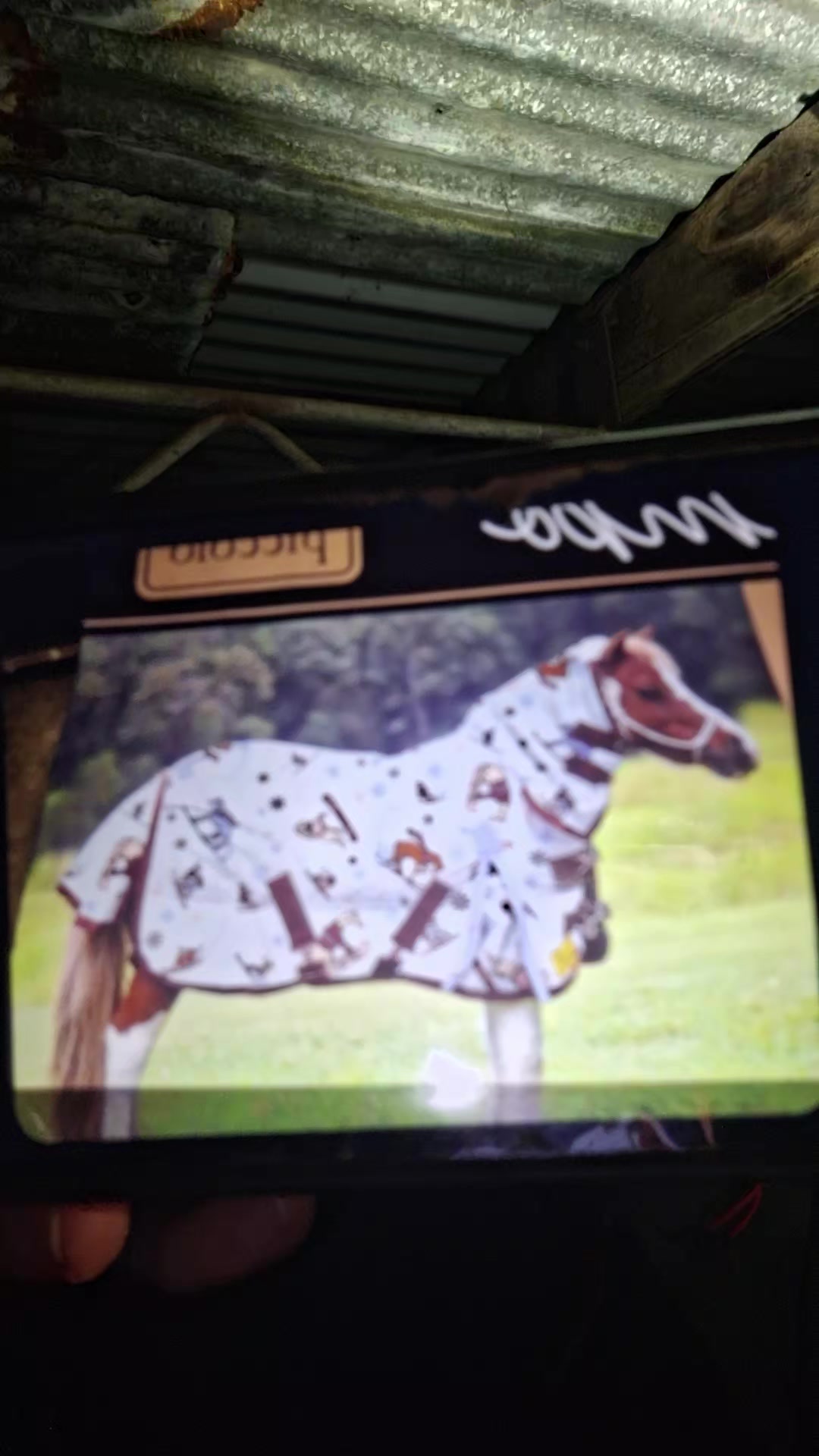 @Pip_equestruan9