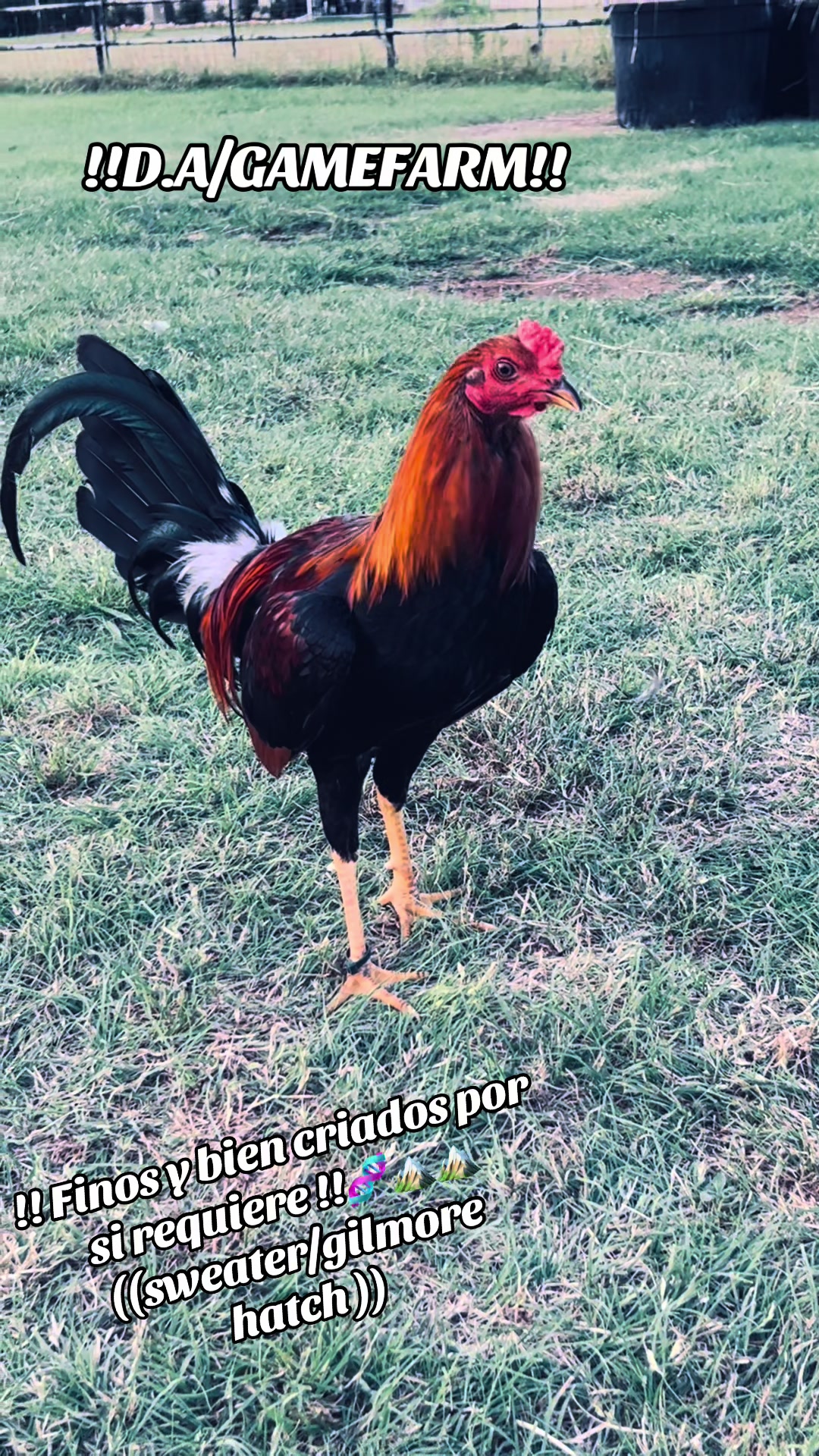 @DAgamefarm