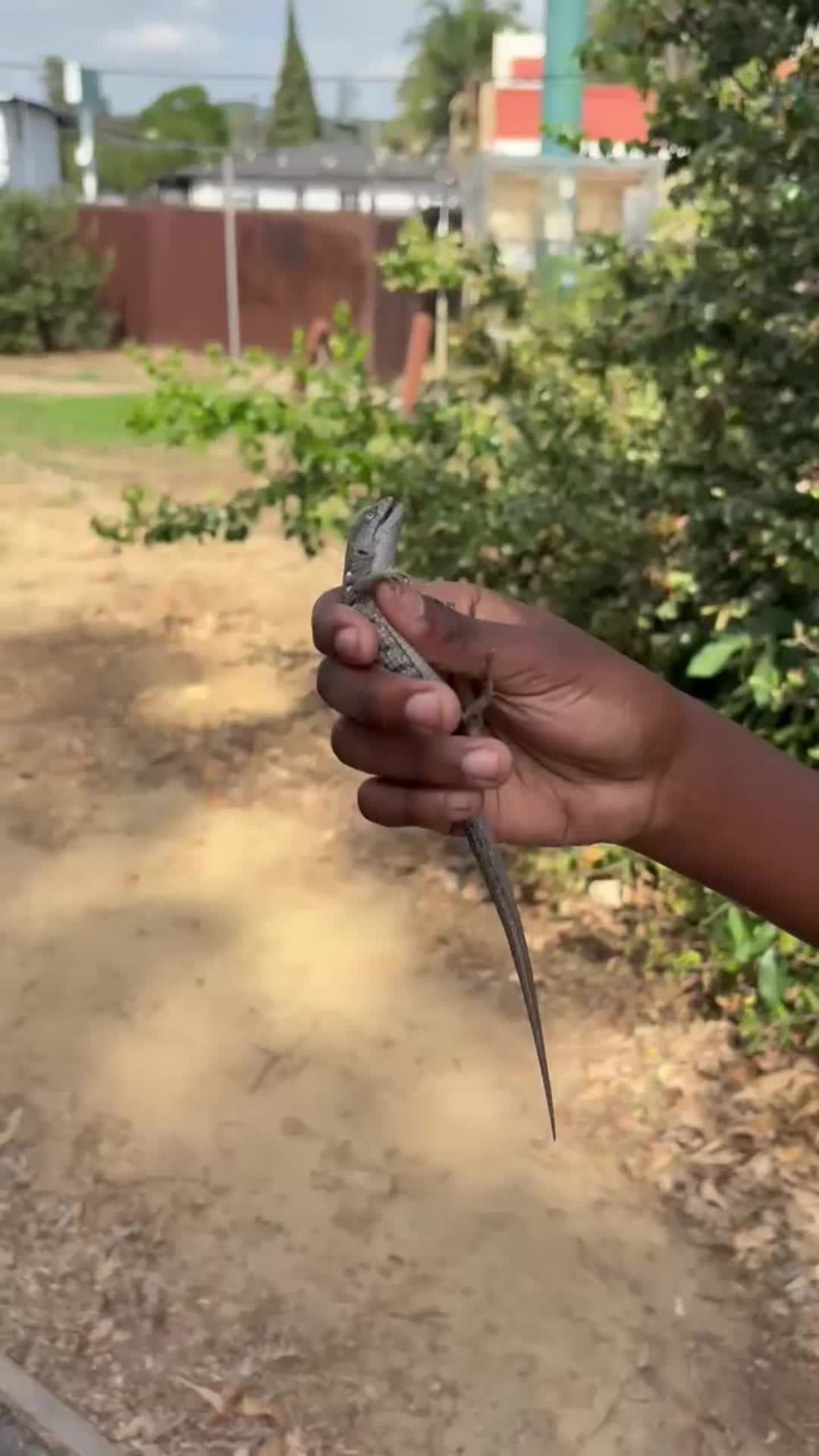 @reptileguyat