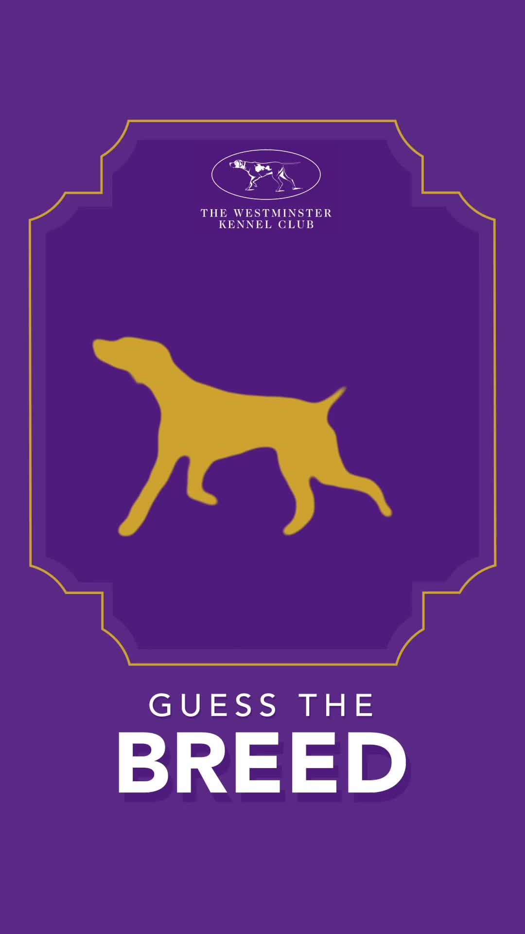 @Westminster Kennel Club
