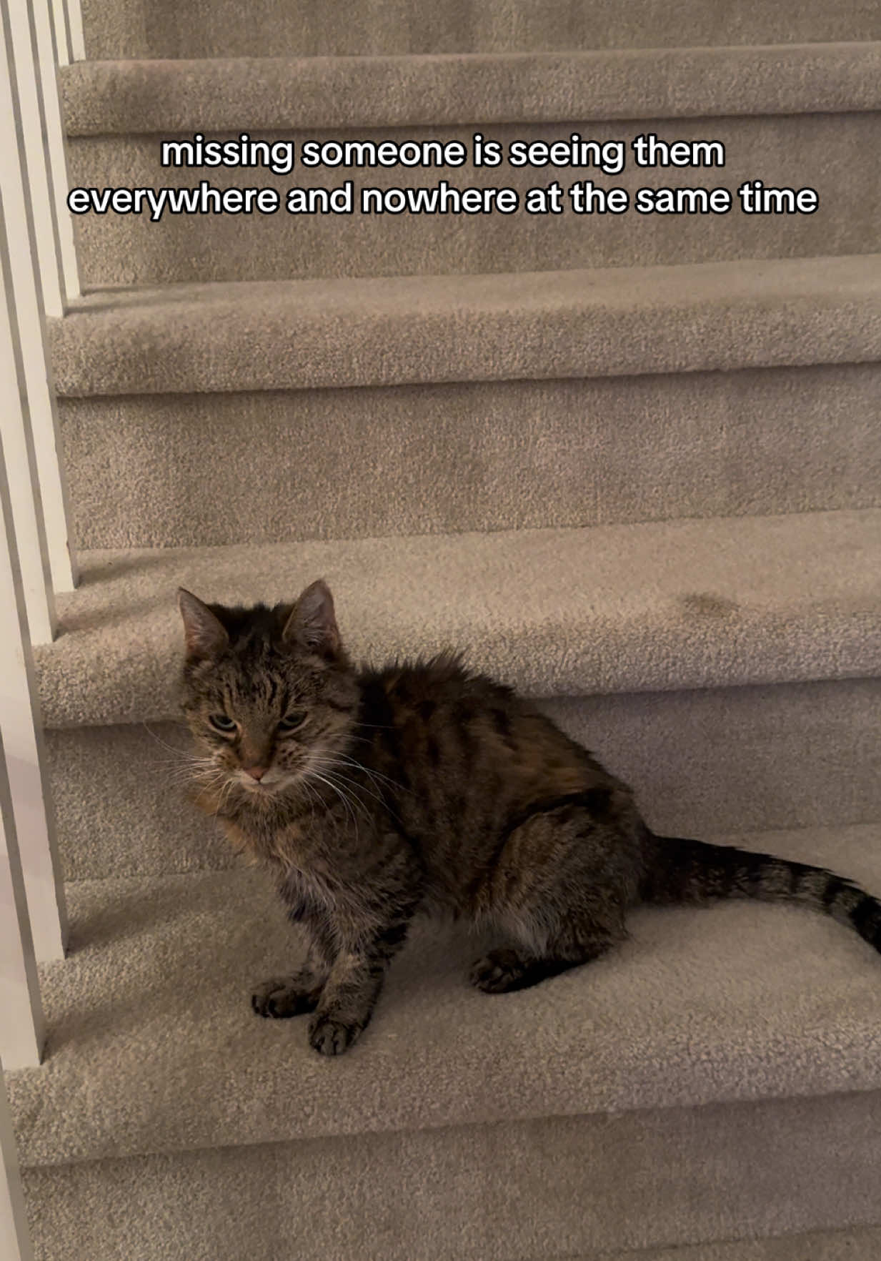 @Krista & Cats: BamBam & Bonnie