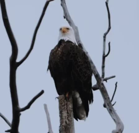 @Josue_wildlife_photography86