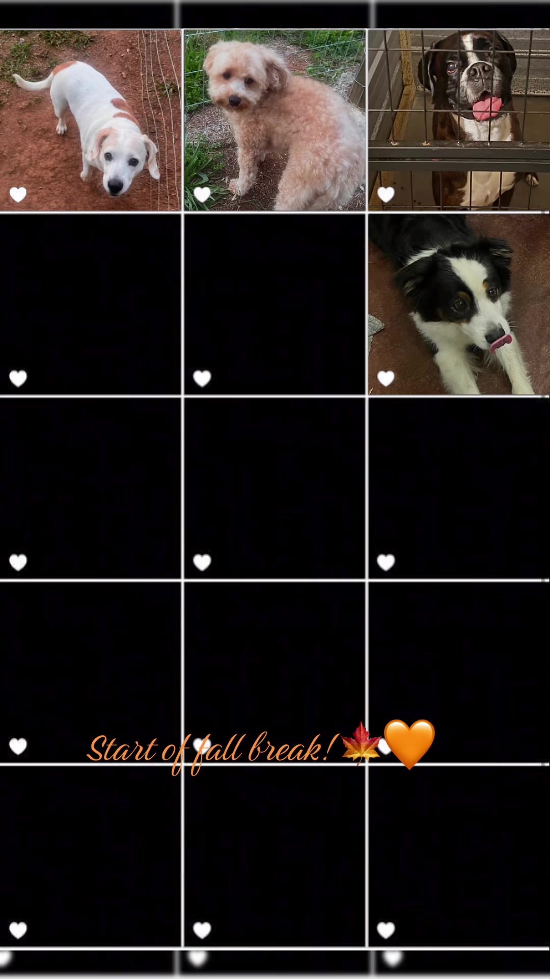 @Angie@k9kennels🐾