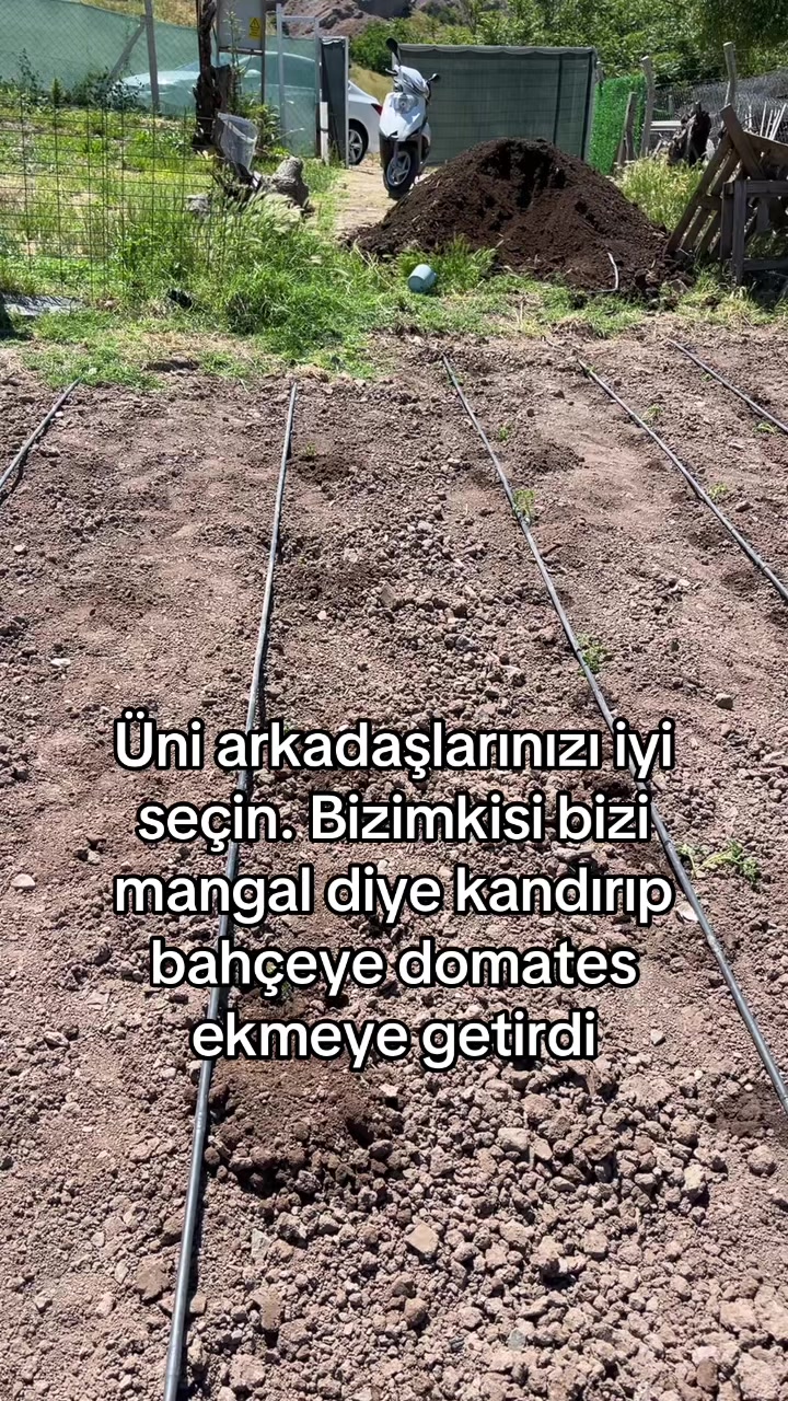 @lügeşyA