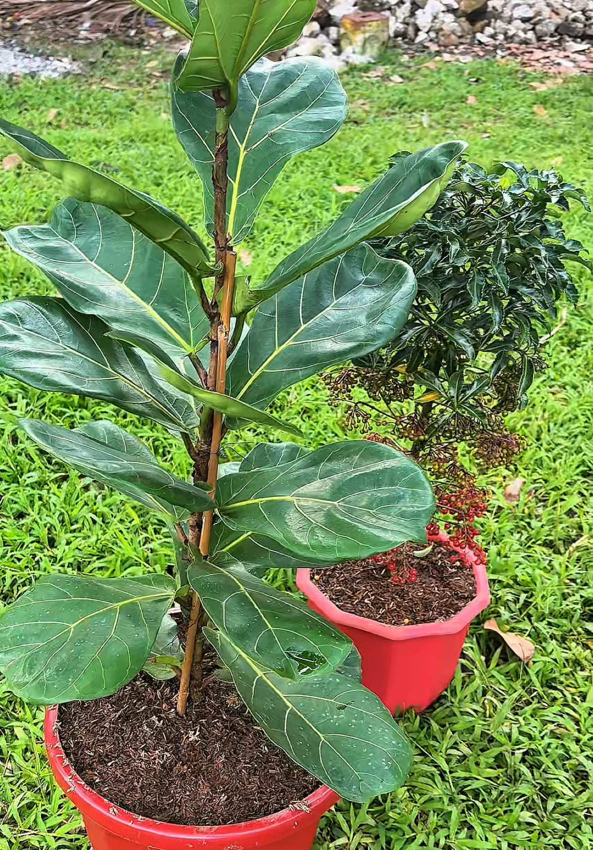@Jopat&rsquo;s Garden