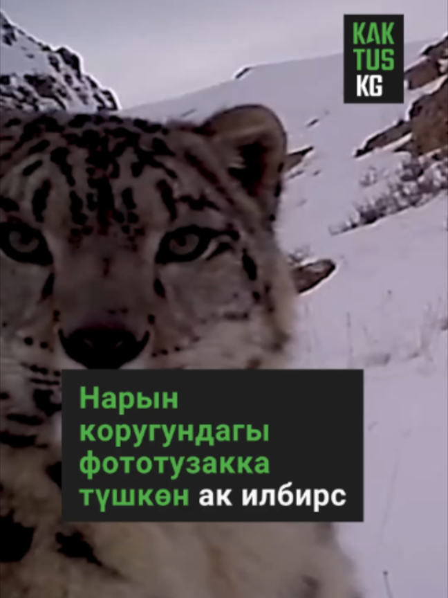 @Kaktus KG