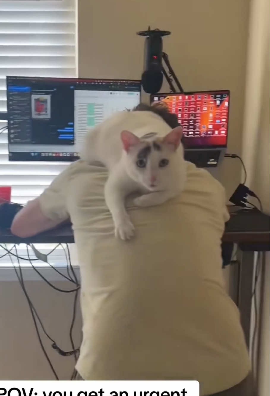 @Kitty