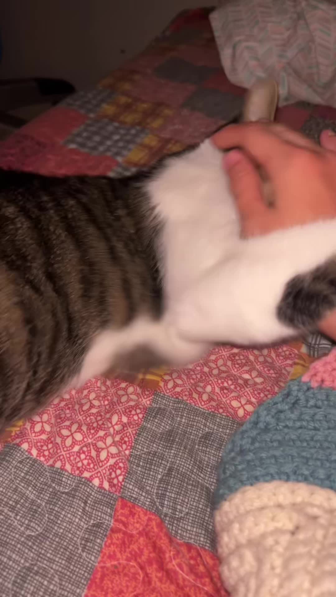 @˖✦‧₊˚⋅𝓔𝓪𝓻𝓵𝔂𝓙𝓾𝓵𝔂𝓼.𖥔˖