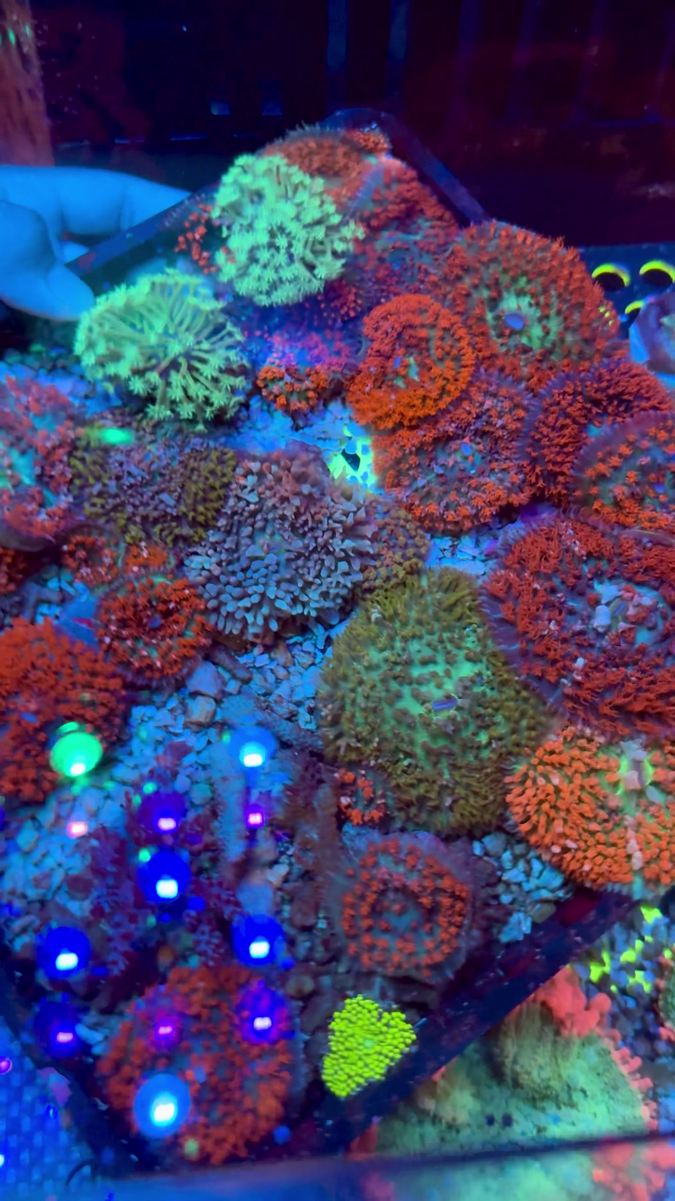 @Cali_Coral_Connect_hxa