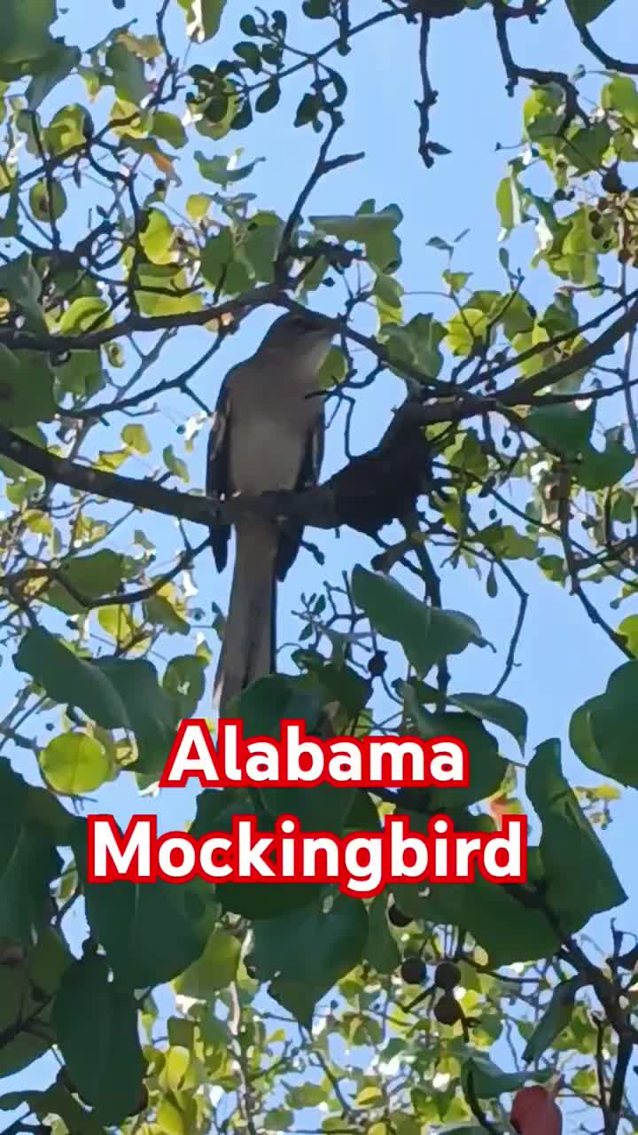 @Tony Alabama