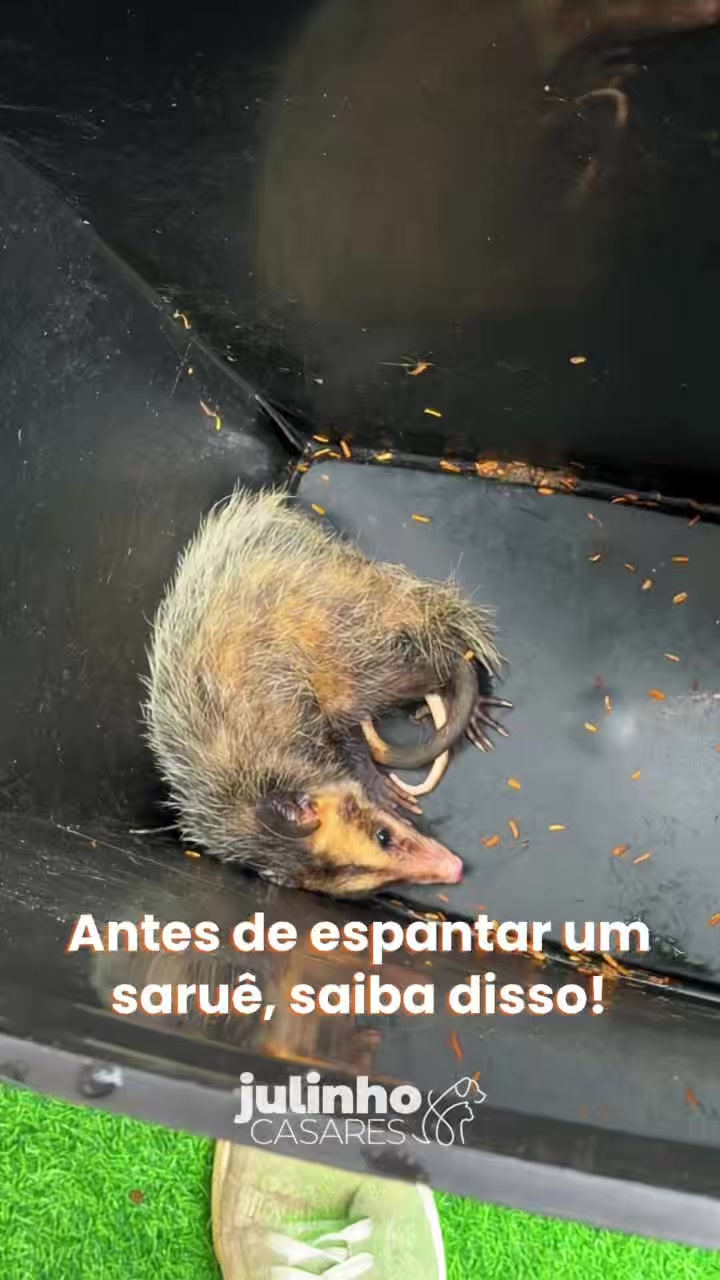 @julinhocasares