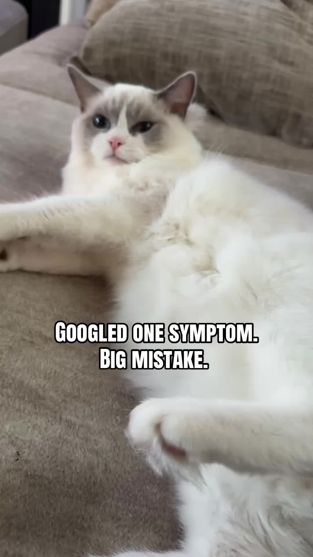 @Milo The Ragdoll Cat