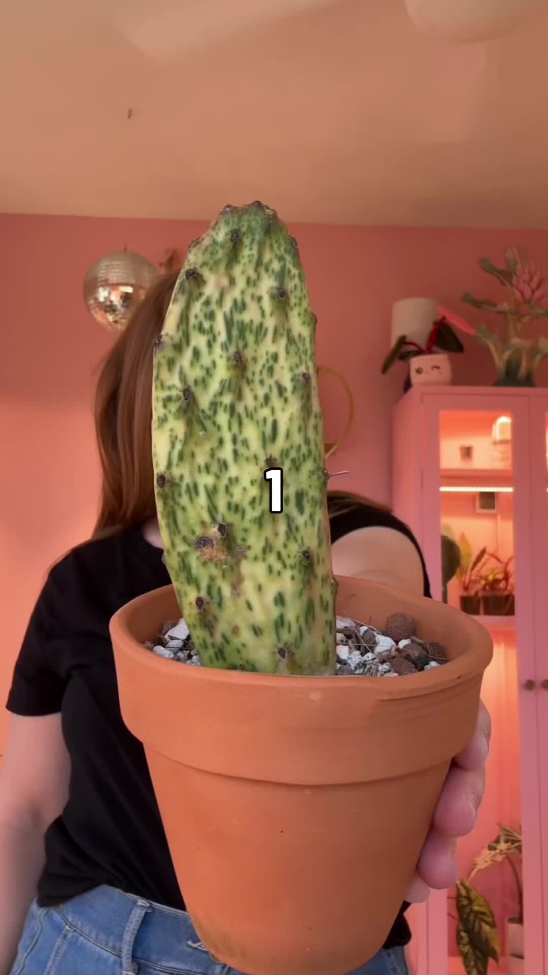 @midwestplantgal