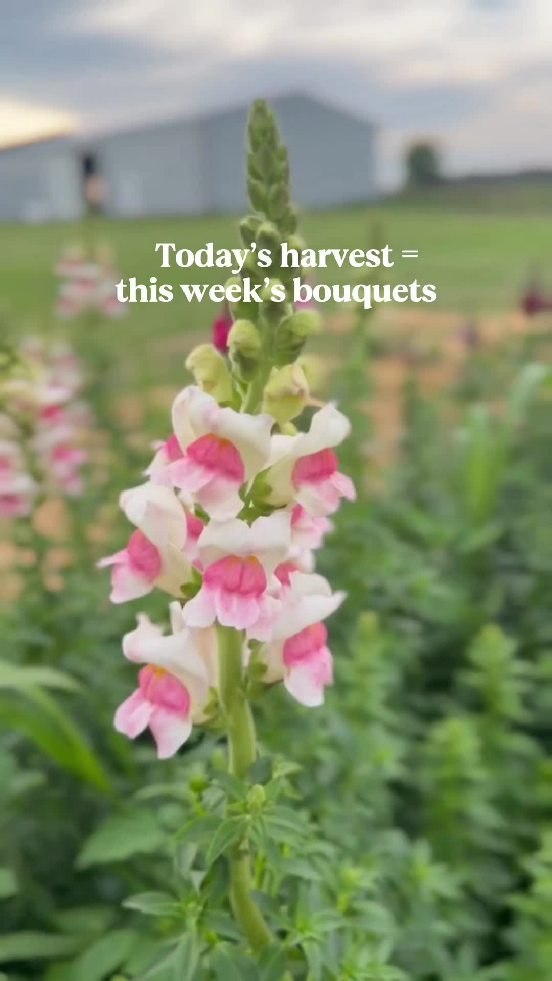 @Blessed Blooms Flower Farm🌷🪴