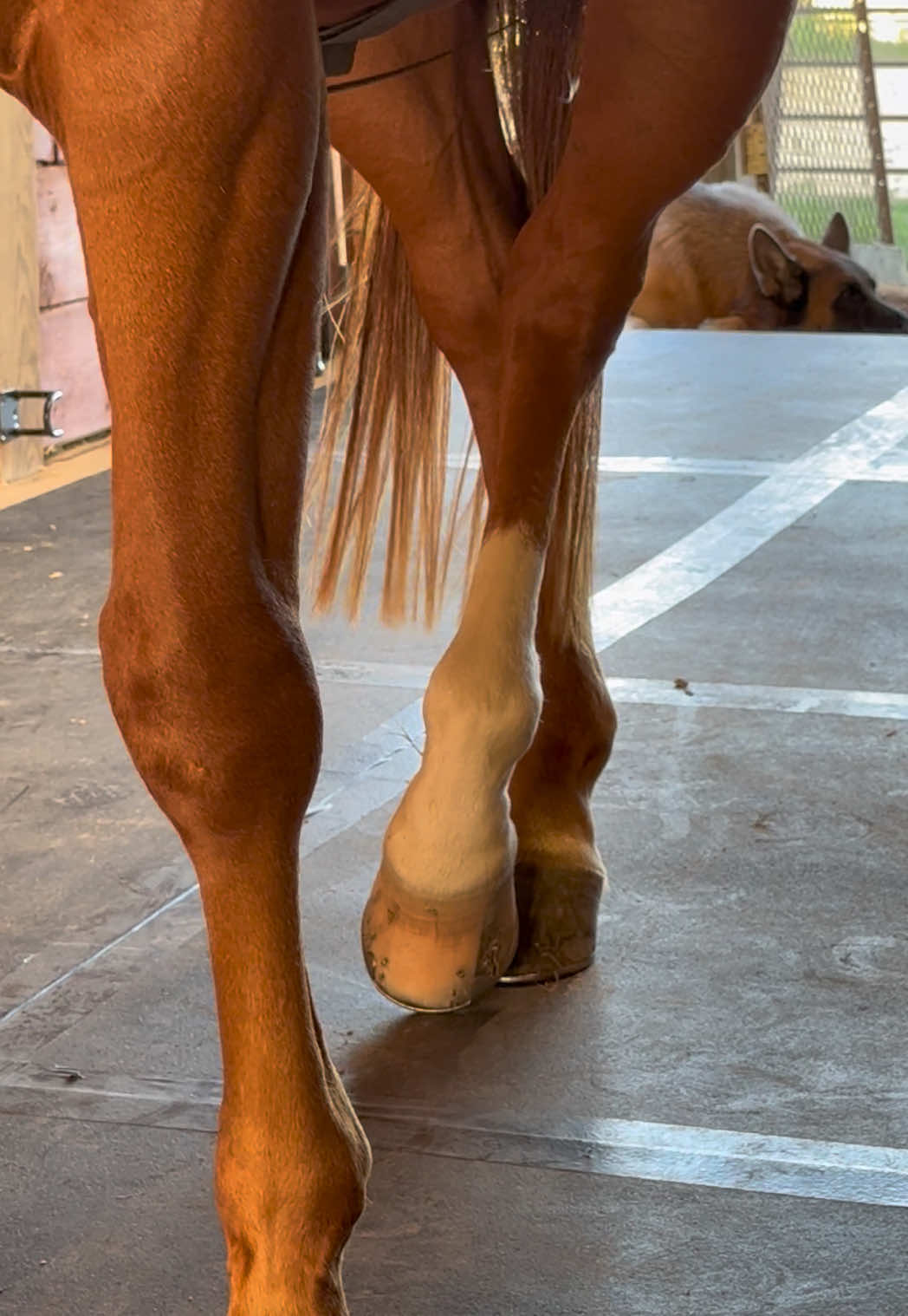@Kjackson 🐴❤️