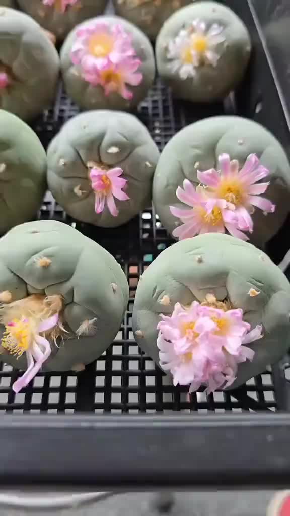 @Mycelia Peyote cacti