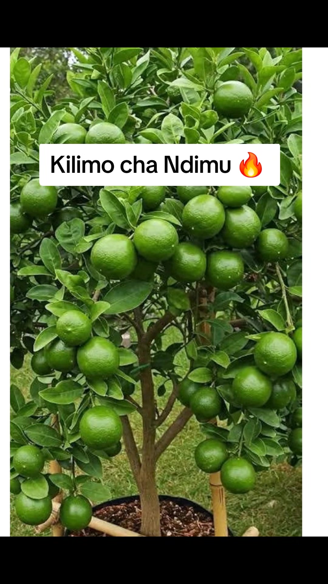 @Kilimo Biashara