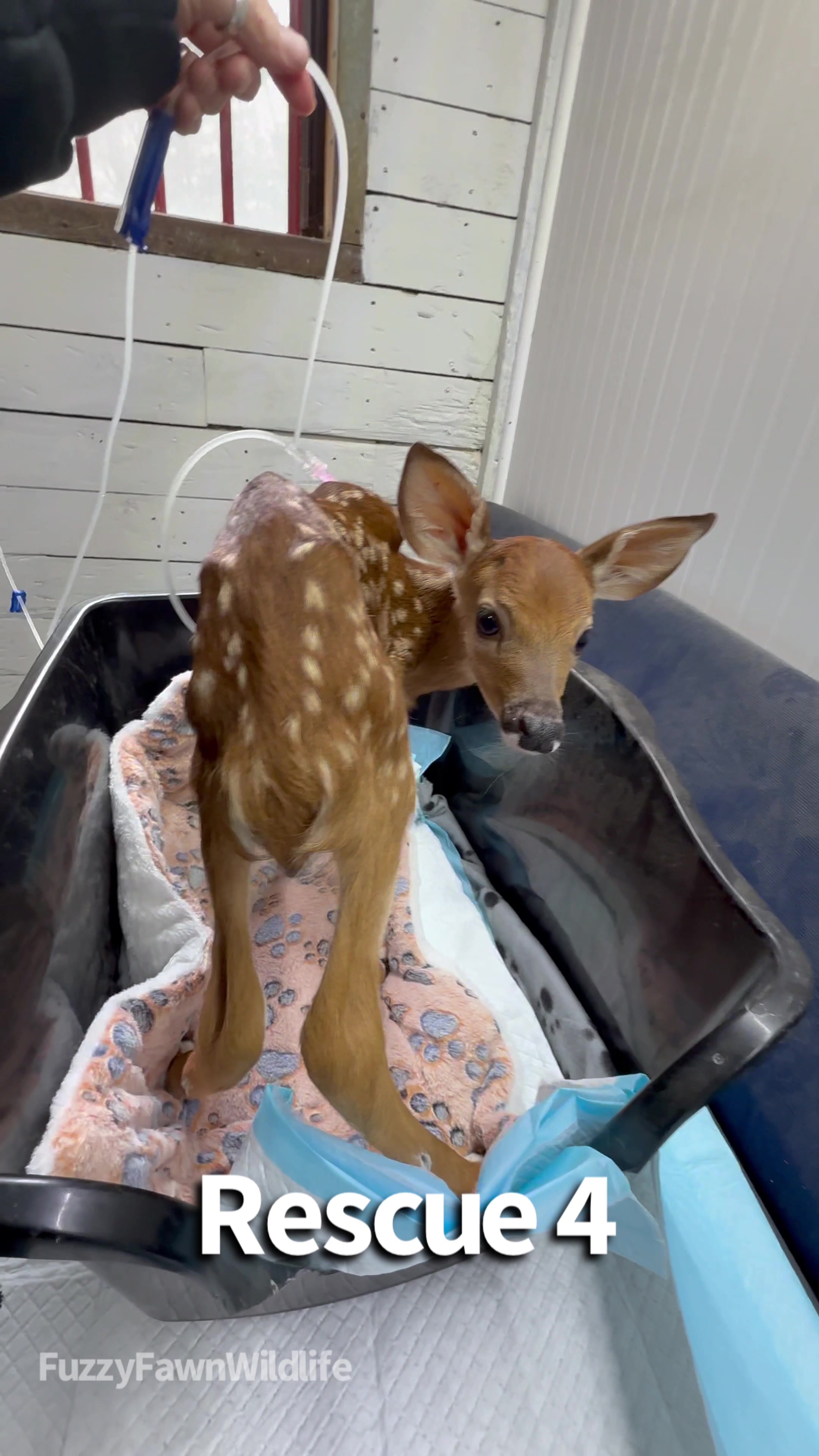 @Fuzzy Fawn Wildlife
