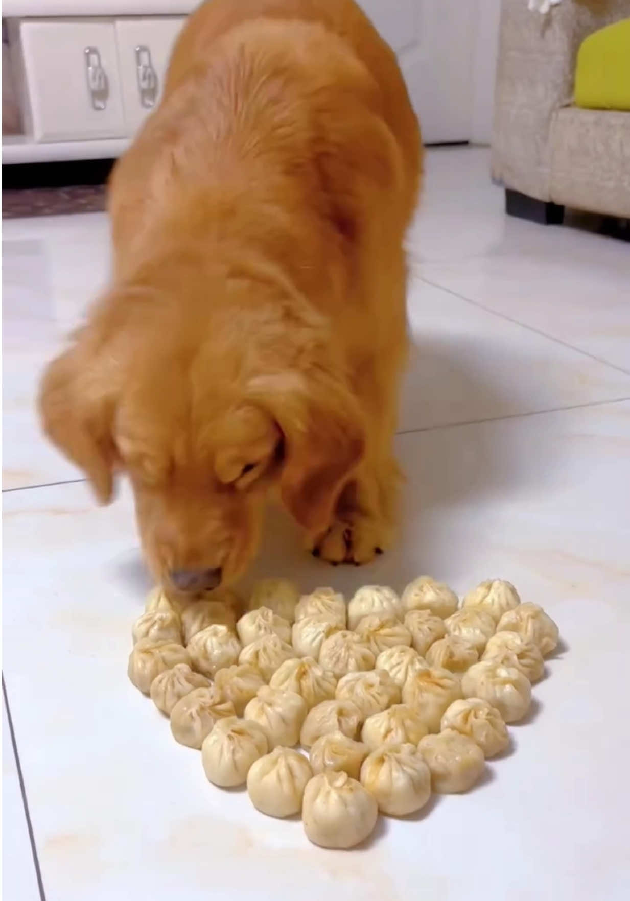 @kolom_golden_retrievers