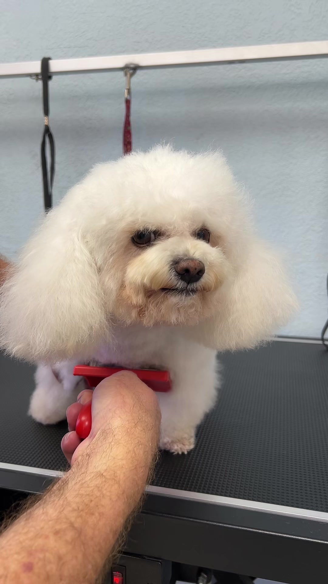 @Dog & Cat Planet