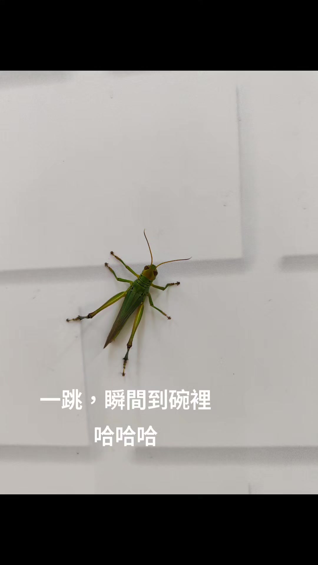 @好運蓮蓮