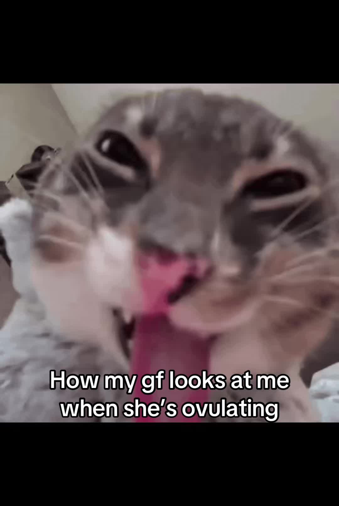 @LavanderCat