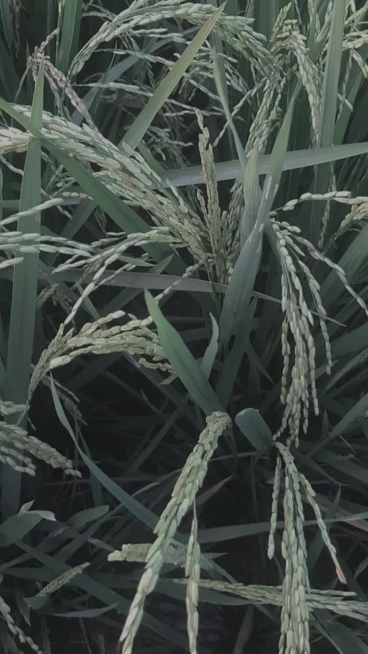 @A