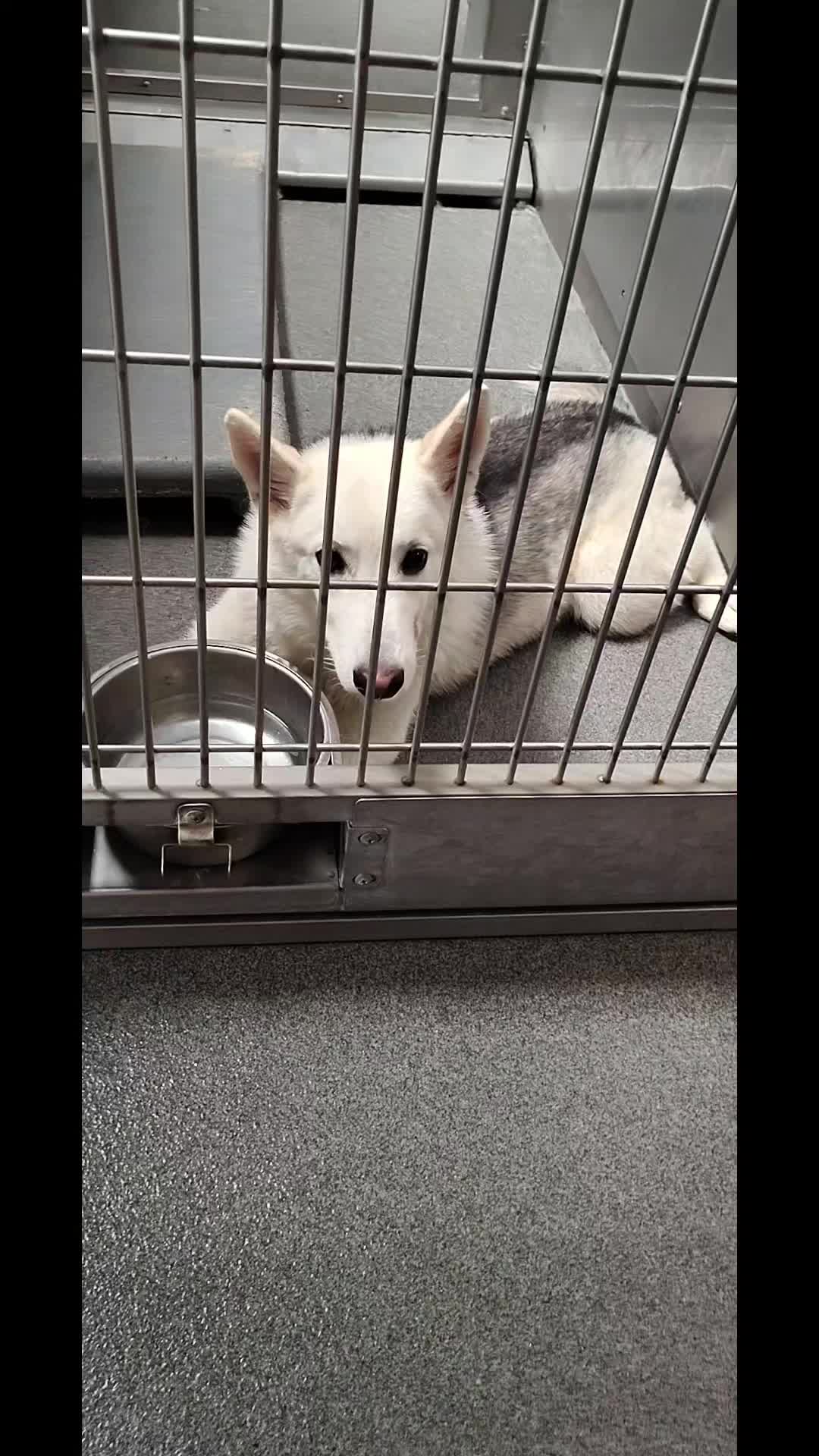 @Saving Seaaca Animals