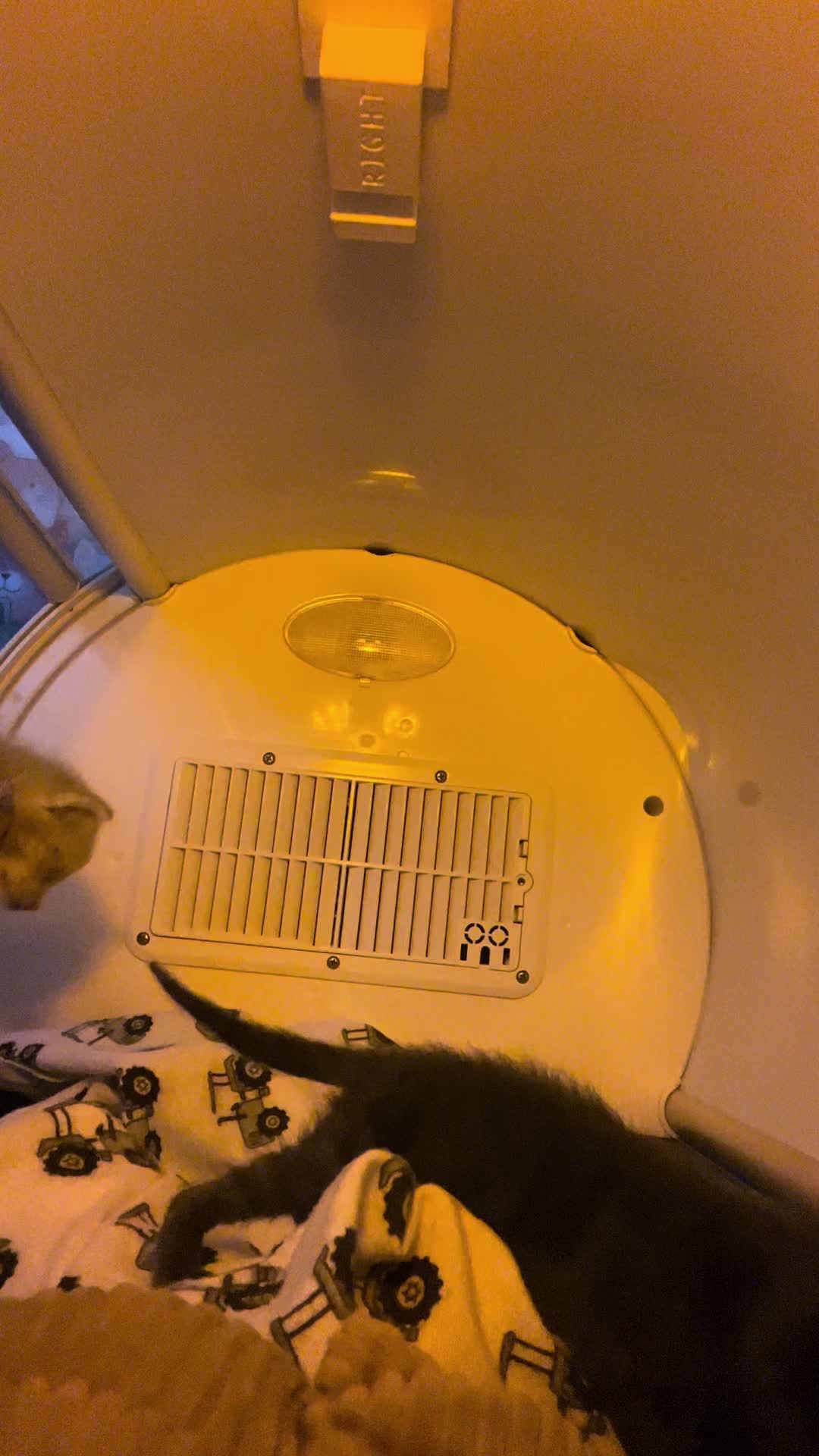 @Kitten.mama