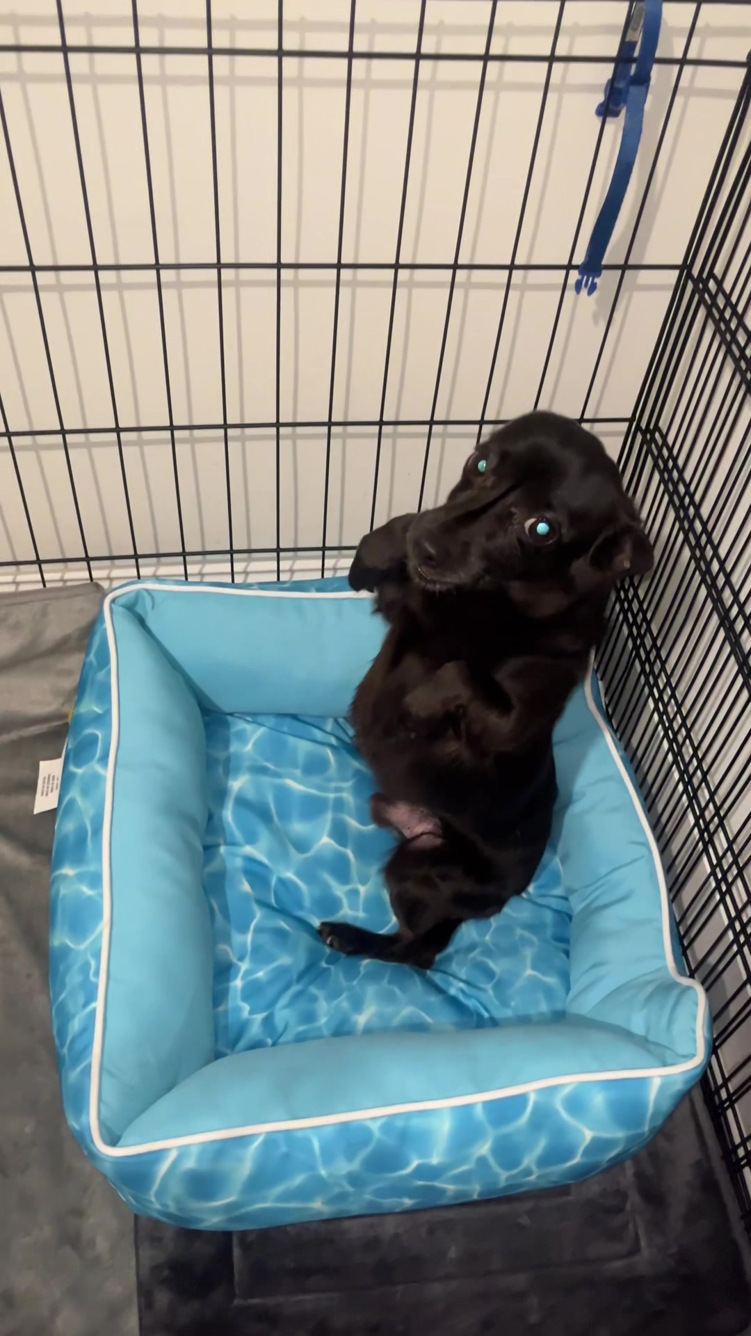 @Blackjack_Chihuahua