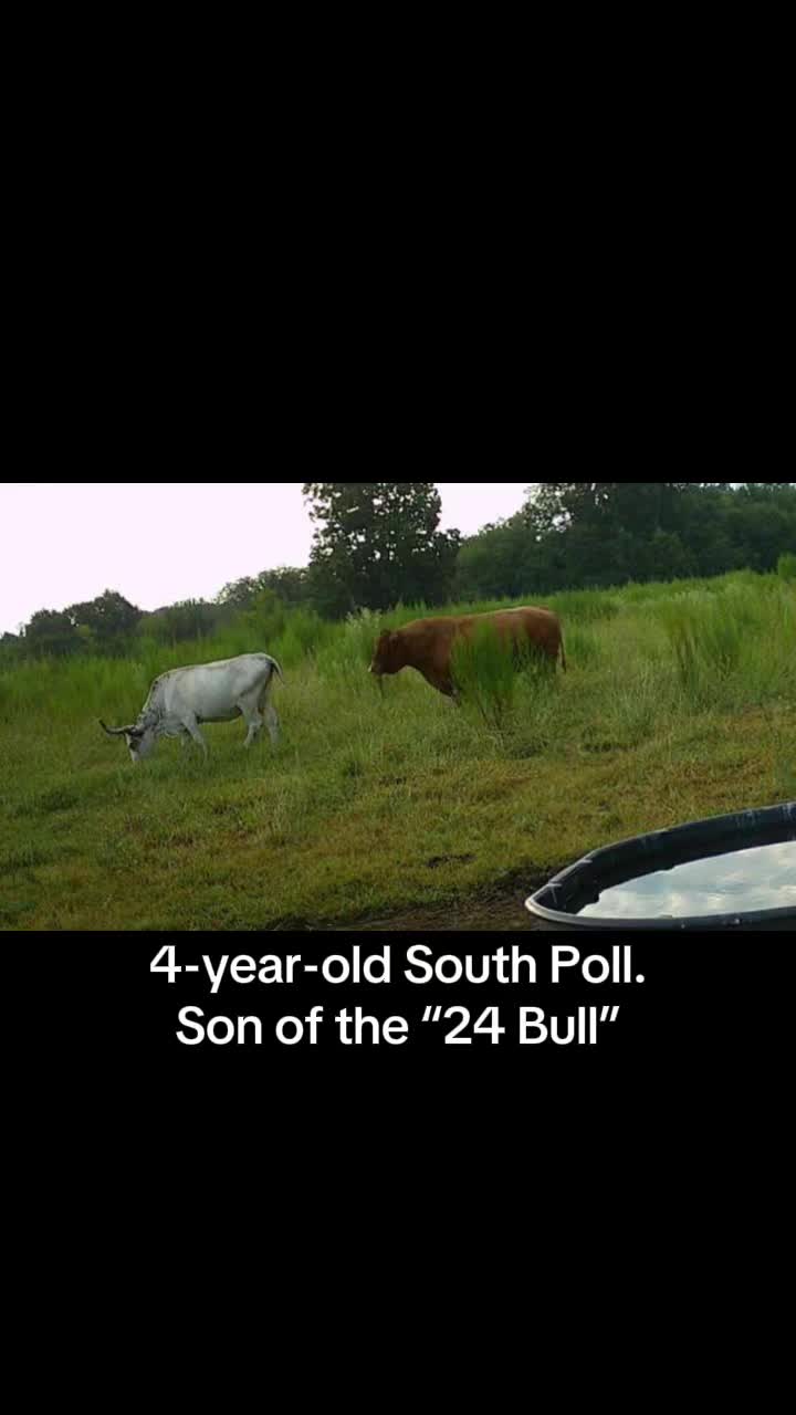 @Flat Rock Cattle Co