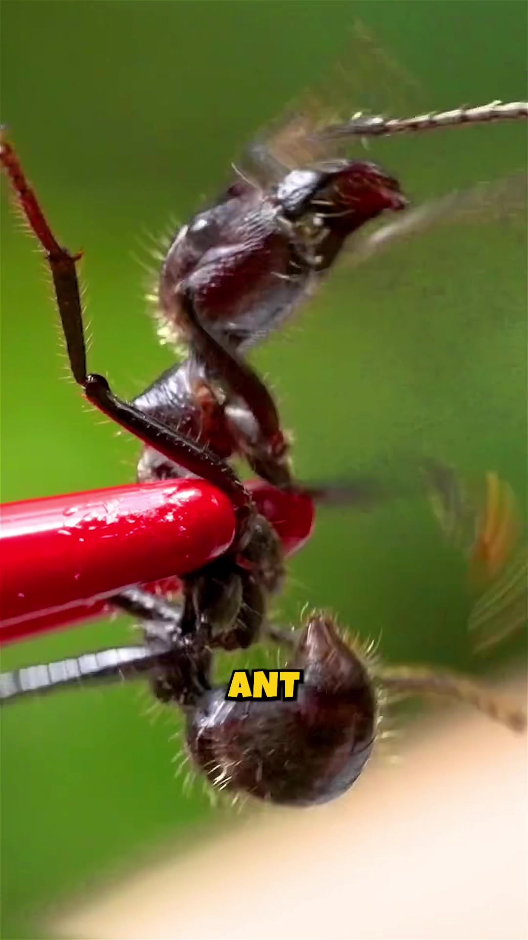 @ZooLogic