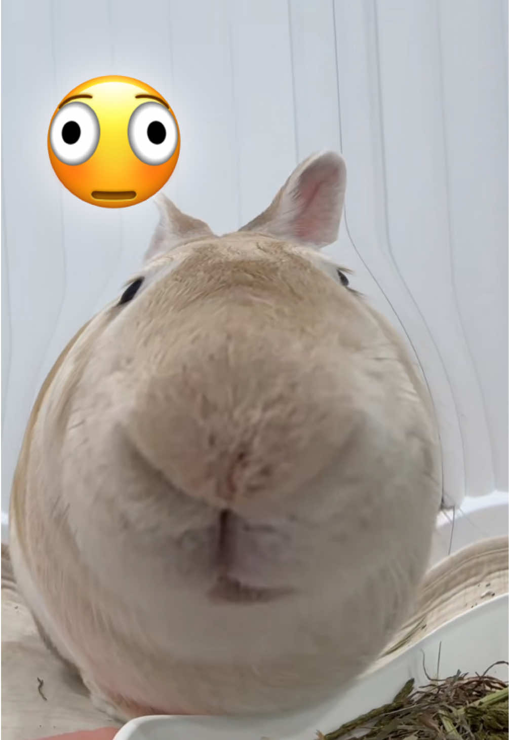 @WONDOO