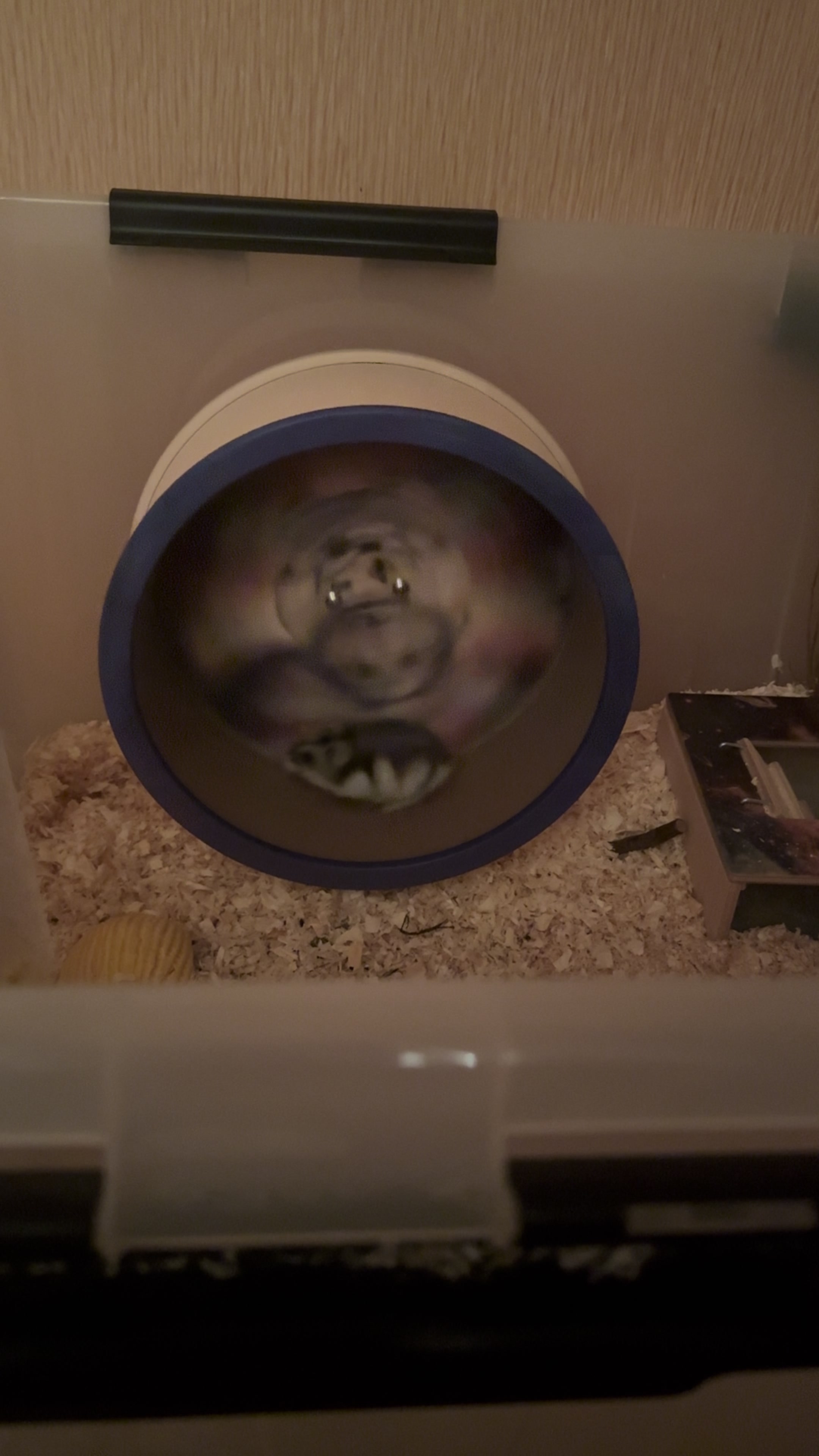 @хомяк Ричард 🐹