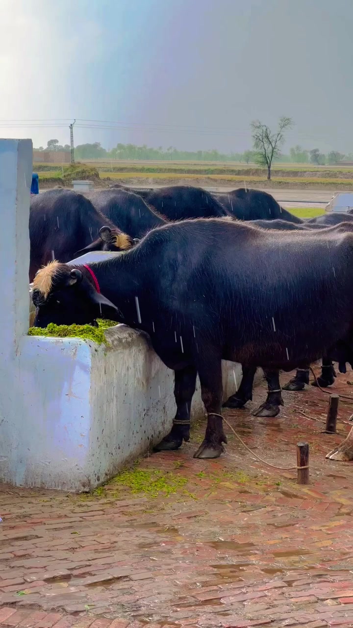 @GUJJAR DAIRY FARM