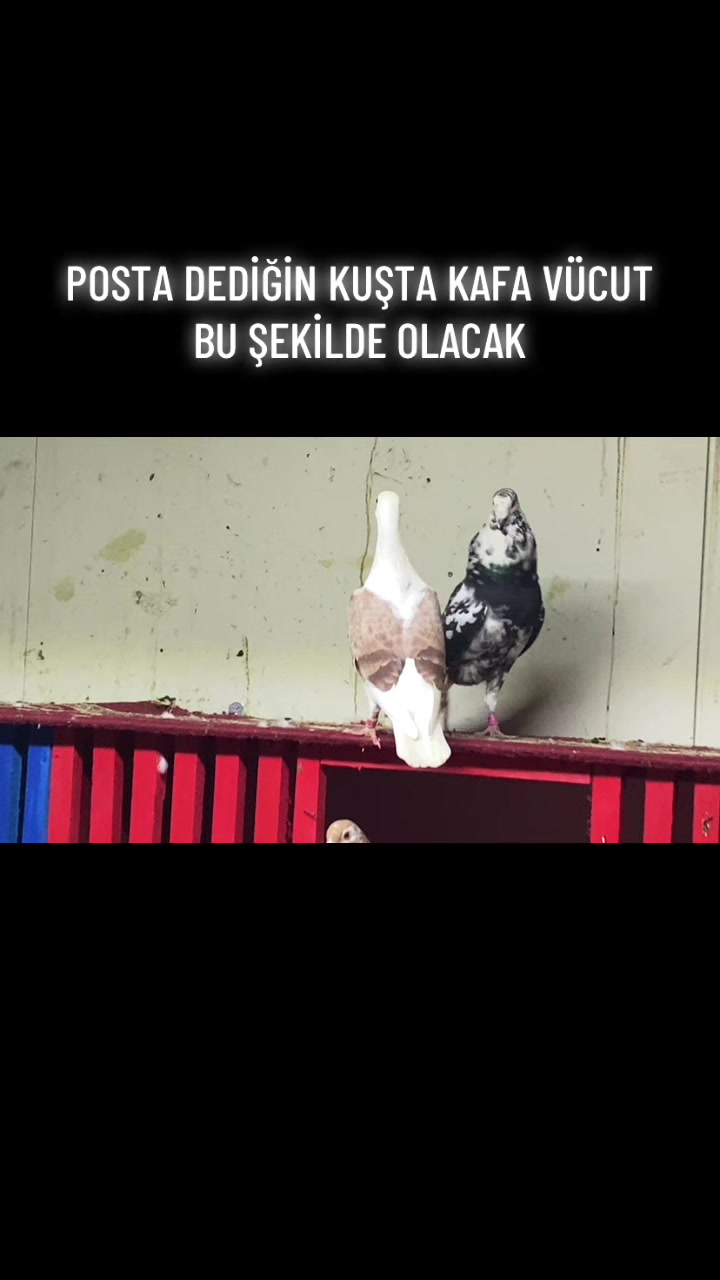 @ⒼİSMAİL ACARⒼ
