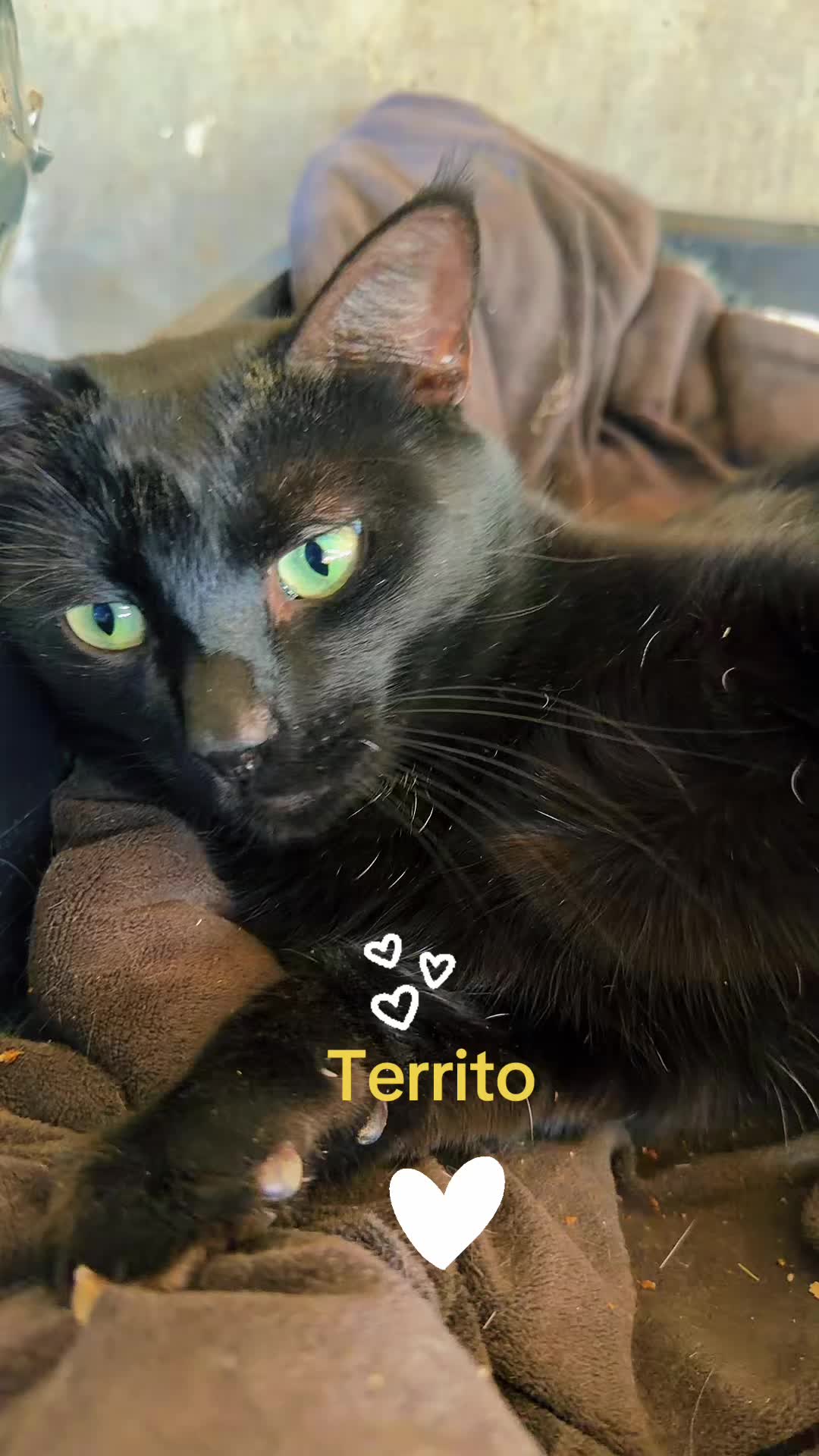 @Amri Gatitos