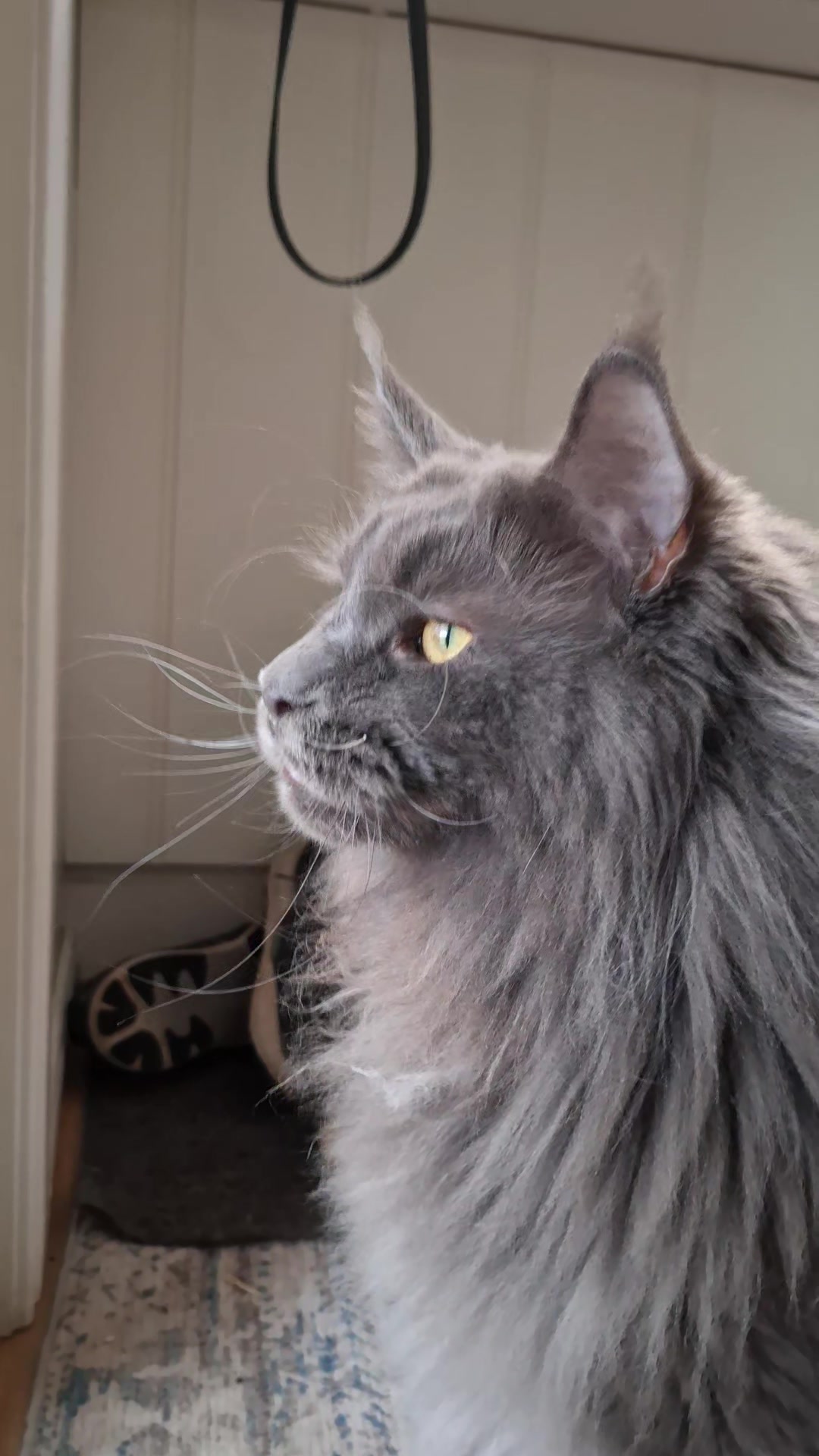 @Ragnar the Maine Coon 🐈