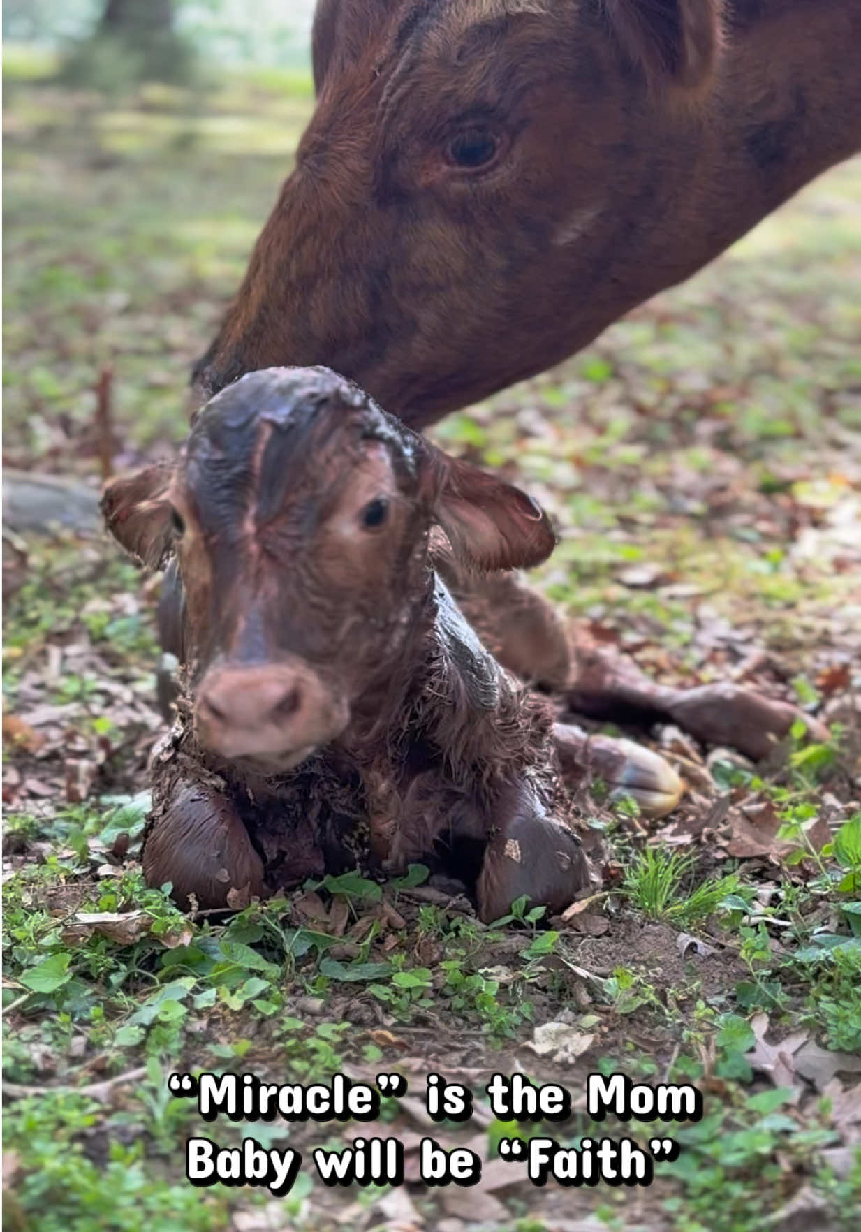 @Kristie_the_Pi🥉🐮❌