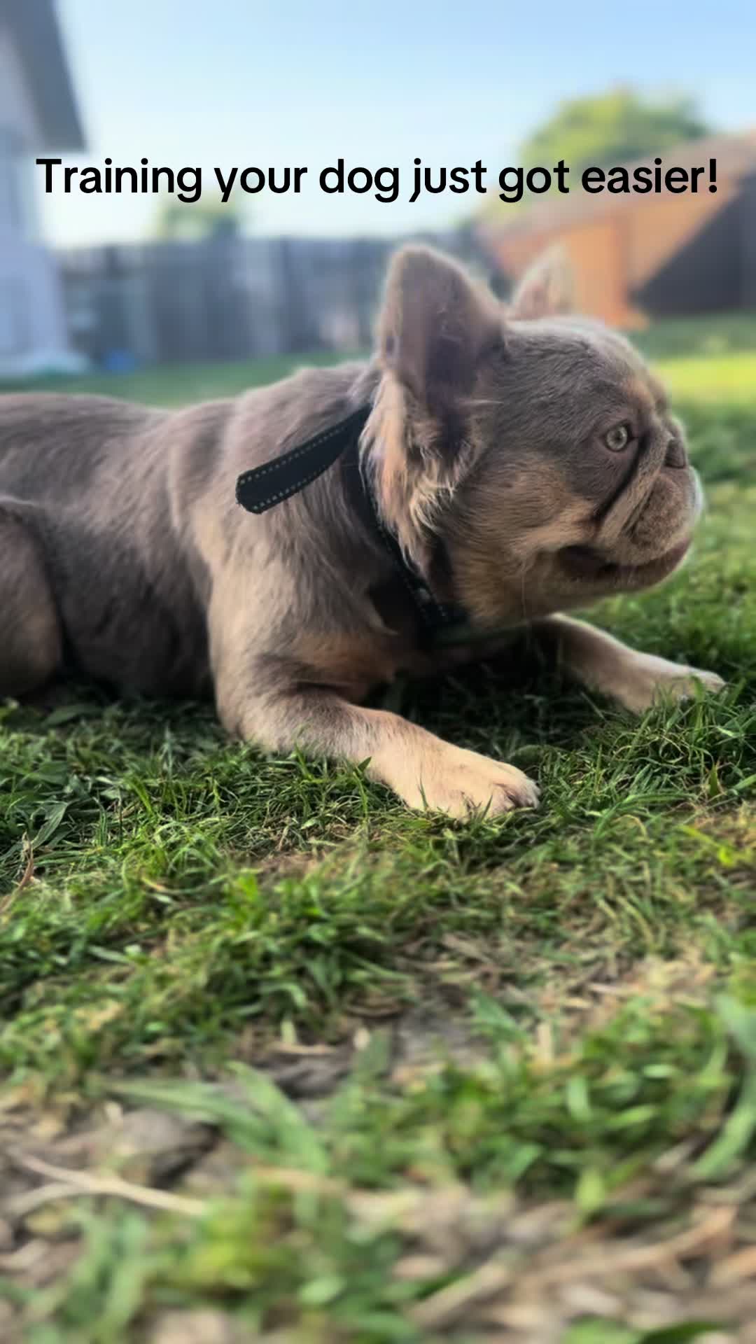 @TheFrenchieShop