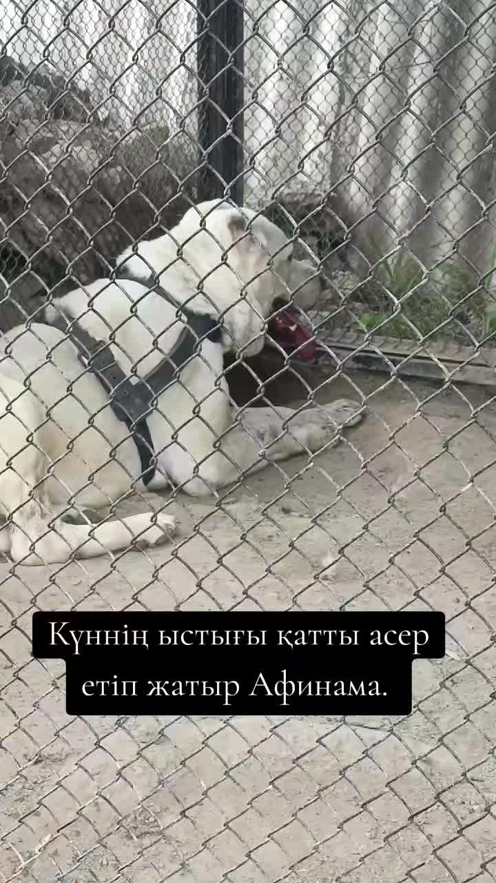 @🇰🇿✊𝔸𝕗𝕚𝕟𝕒 ✊🇰🇿