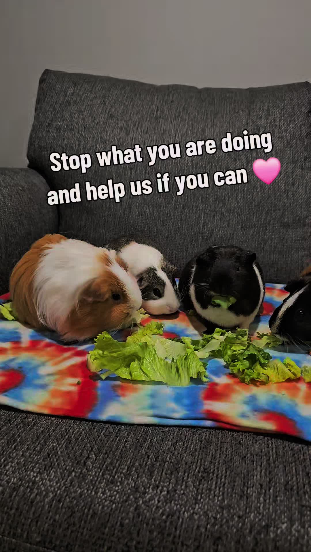 @♡GuineaPiggy♡