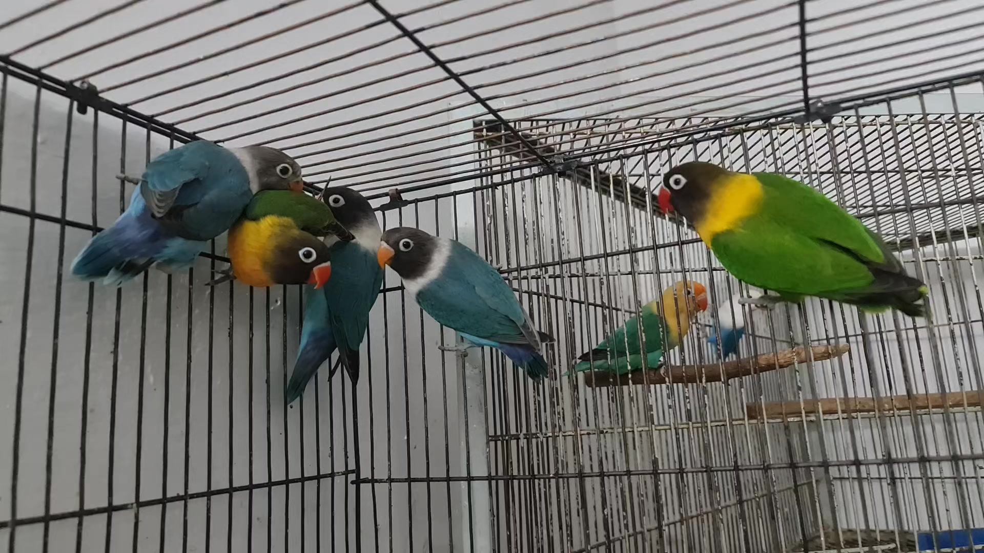 @ROYAL BIRD US