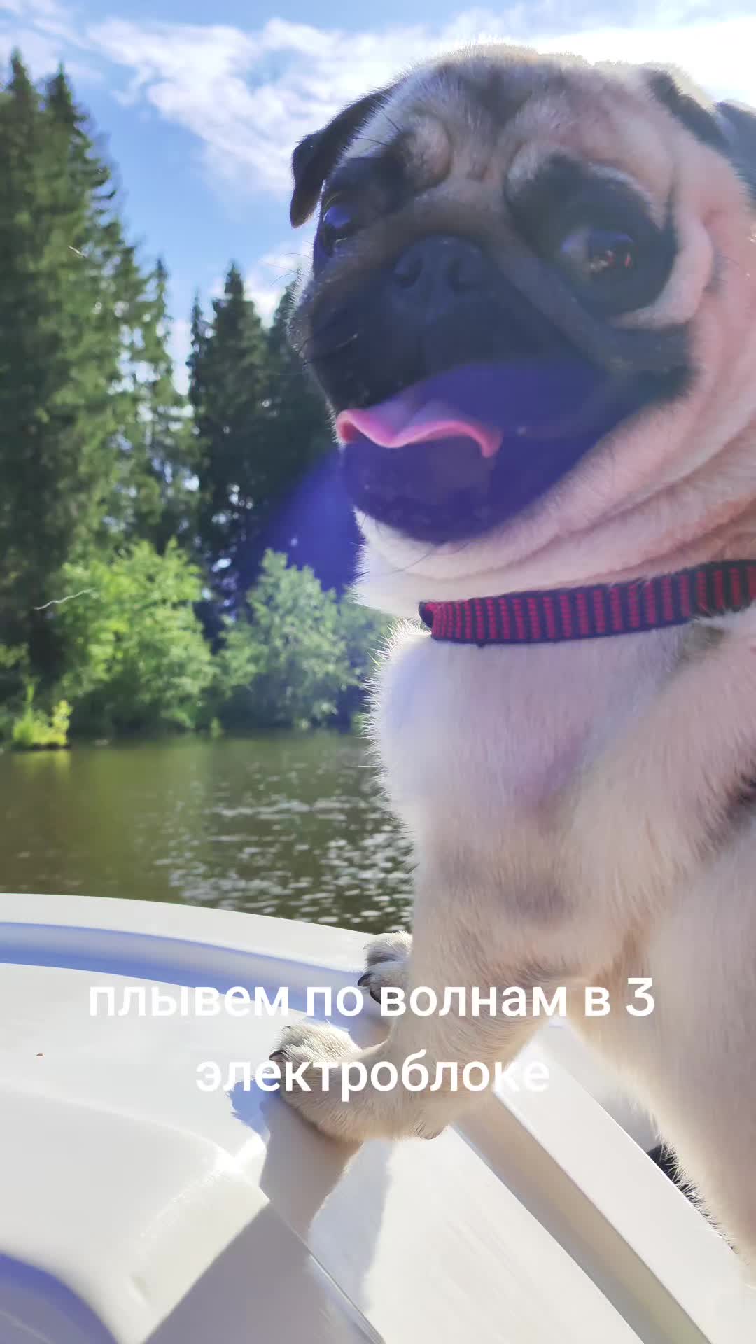 @ЧИПУНЕТСКИЙ👑