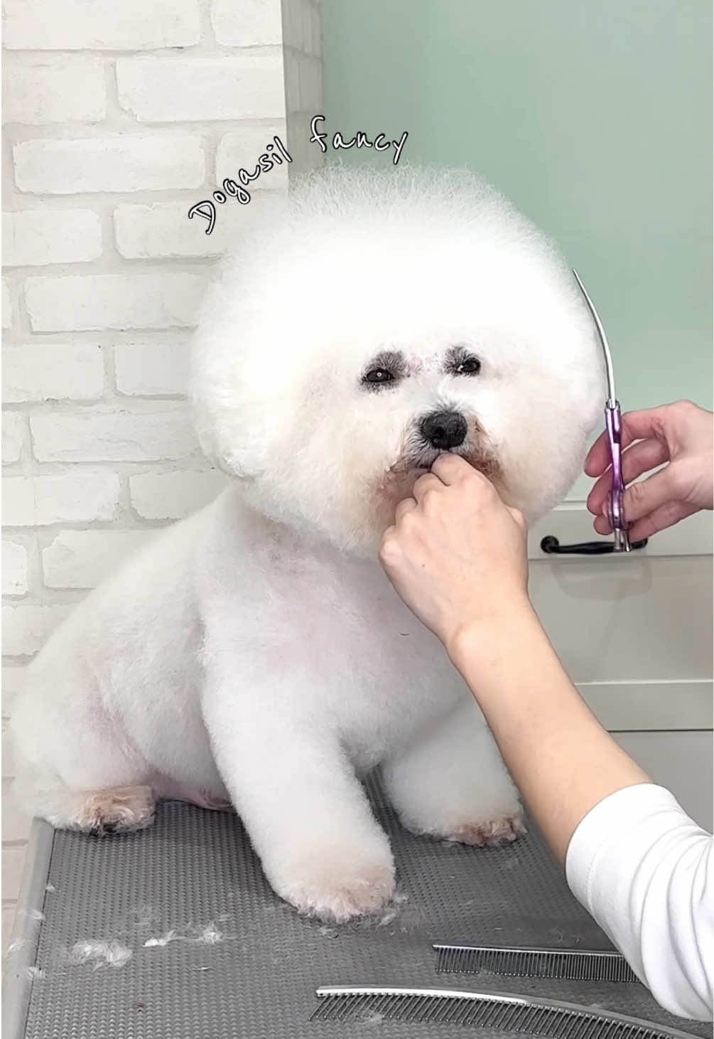@ドッグアシル