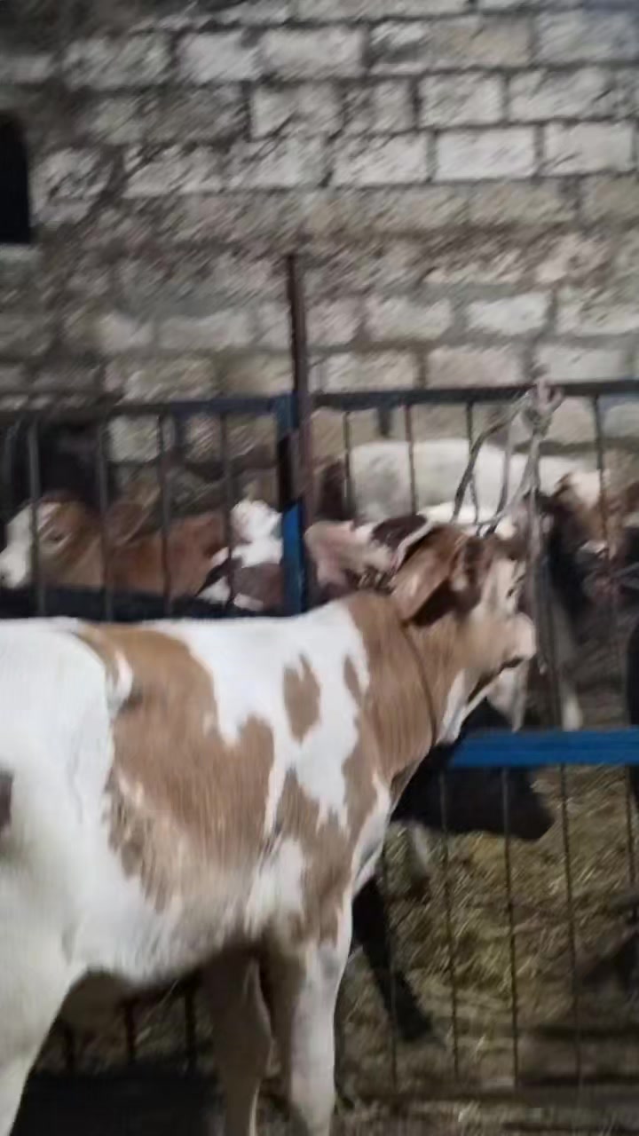 @Сарван 02