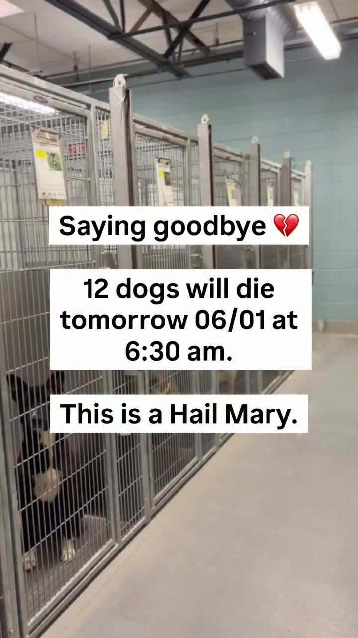 @Saving Mastiffs
