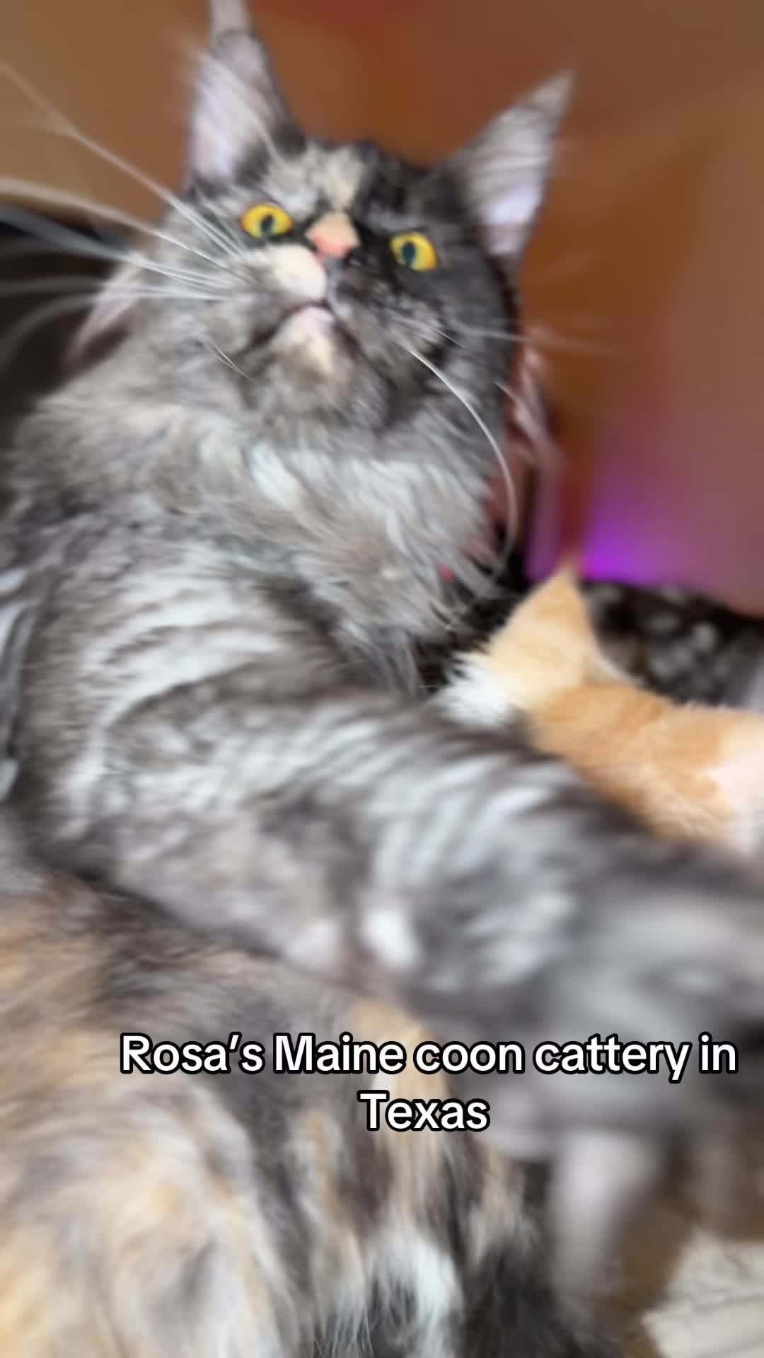 @Rosa’s maine coon in Texas🧛
